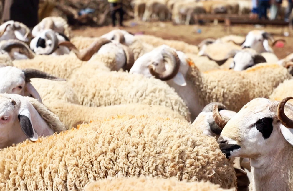 Aïd Al-Adha : les prix du mouton au centre des inquiétudes